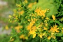 Johanniskraut - Hypericum perforatum * 1495 x 996 * (407KB)